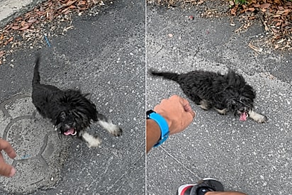 Cachorrinha abandonada segue treinador até academia e atitude dele muda seu destino para sempre.