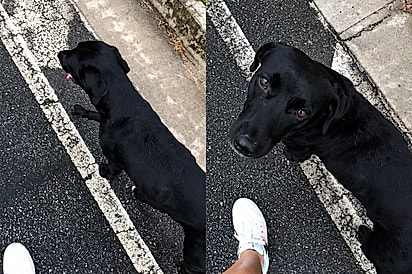 “Quer ir para casa comigo?”: mulher faz pergunta a cachorrinho de rua e resposta dele emociona.