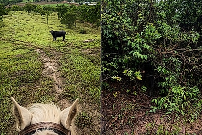 “Por favor, salve meu filho”: homem percebe búfala aflita, resolve segui-la e encontra filhotinho precisando de ajuda