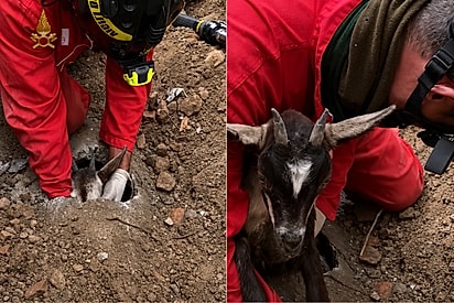 Cabra curiosa se mete em enrascada a 2,5 metros de profundidade e bombeiros precisam agir.
