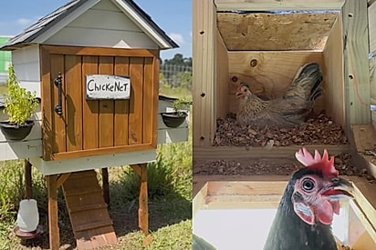 ‘Chickenet’: rapaz mostra detalhes da construção de kitnet de luxo que fez para suas galinhas
