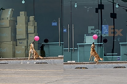 “Que a vida seja leve assim”: cãozinho de rua se diverte com balão rosa e cena encanta.