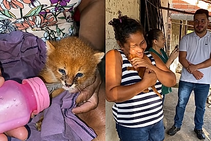 Mulher cuida de filhote achando ser gato mas uma semana depois descobre engano.