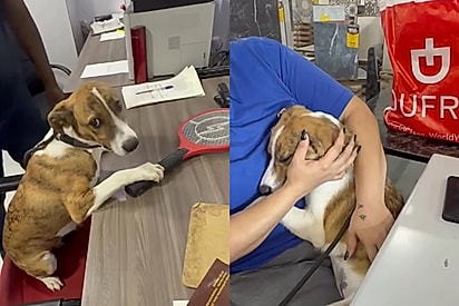 “Ele esperou com a adoção pronta”: família não aparece e cãozinho fica com olhar de partir o coração
