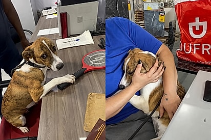 “Ele esperou com a adoção pronta”: família não aparece e cãozinho fica com olhar de partir o coração“Ele esperou com a adoção pronta”: família não aparece e cãozinho fica com olhar de partir o coração