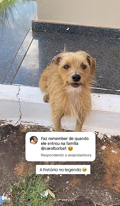 Carol Borba adotou Carmelo em 2021.
