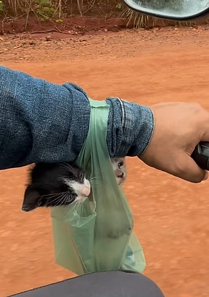 Os gatinhos foram levados para casa em uma sacola improvisada.