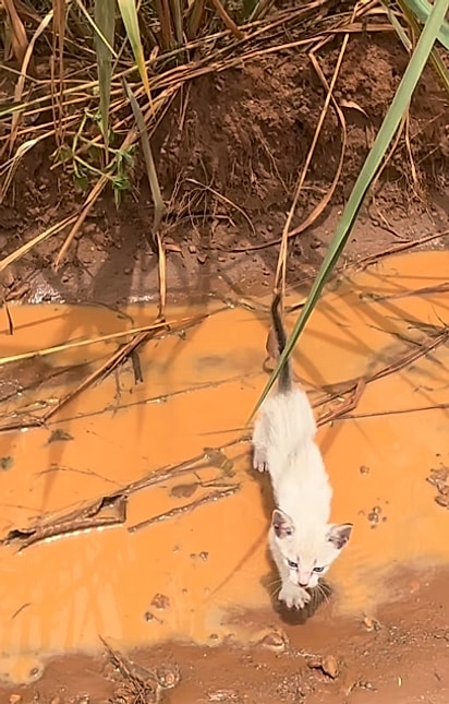 Os filhotes foram abandonados em uma estrada.