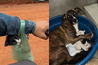 Olha o amor dessa cachorrinha com os bebês: Cadela adota filhotes abandonados e cena encanta