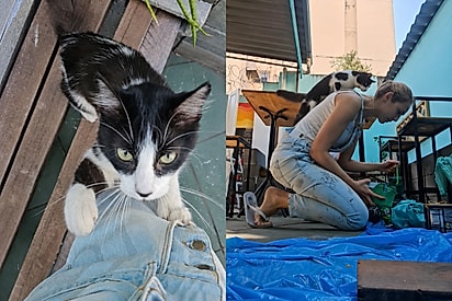“Parece que fui adotada”: Artista fazia grafite quando gatinha apareceu, subiu em suas costas e mudou o rumo do dia.