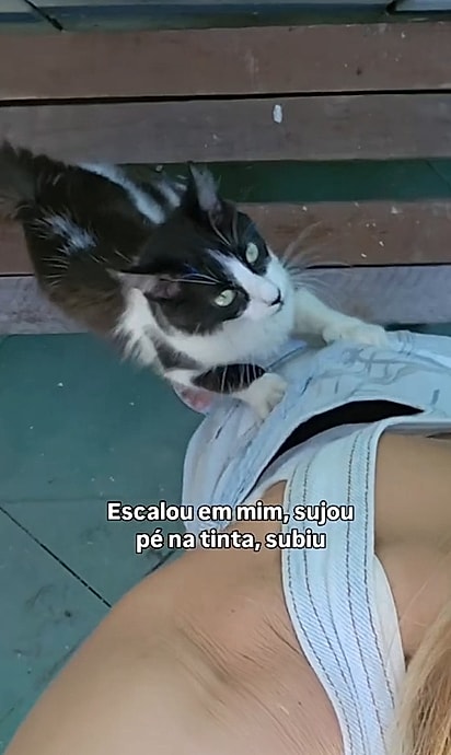 O gatinho chamando a atenção da artista Nathalie Ranzolin.