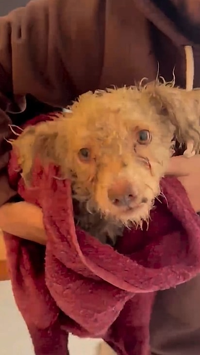 O cachorrinho foi abandonado na rua da casa do humorista Irineu Nicoletti.