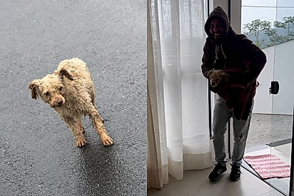 “Ele te escolheu”: Humorista vê cãozinho tremendo na chuva, arma ‘emboscada do bem’ e transforma sua vida.
