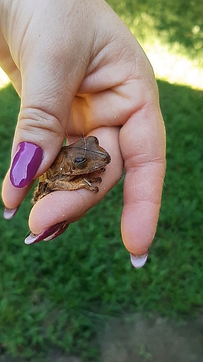 A perereca chamou a atenção pelo som curioso que parecia um chorinho, mas que, na verdade, era uma reação de susto ao ser resgatada.