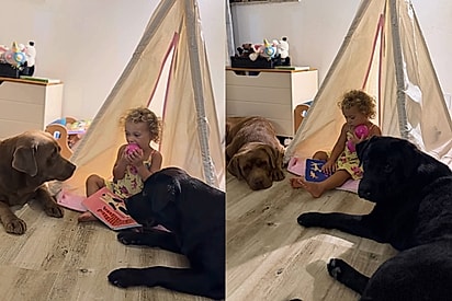 “A cena que eu sonhei quando estava grávida”: mãe se emociona ao ver filha crescendo cercada pelo amor dos cães