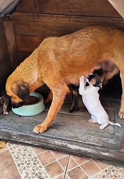 A família está para adoção. 