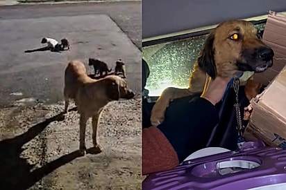 Pode me deixar aqui, mas salva meus filhotes: Cachorrinha que implorava por ajuda é resgatada junto com seus bebês