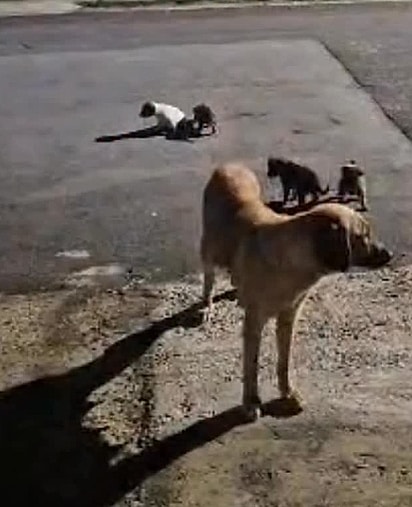 A cadela teve os filhotes em um terreno baldio.