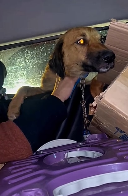 A cadela foi resgatada junto aos bebês. 