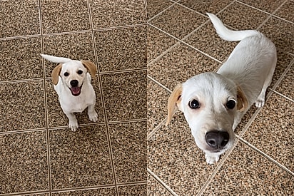 “Ele ficou para trás”: filhote que nasceu em abrigo vê irmã ser adotada e ainda espera por uma família.