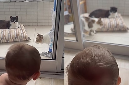 “Melhor que telas”: com ajuda dos gatos, mãe descobre a maneira mais fácil de entreter o bebê e cena viraliza