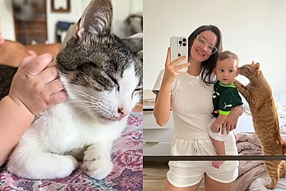 Joaquim convive diariamente com os felinos da casa.