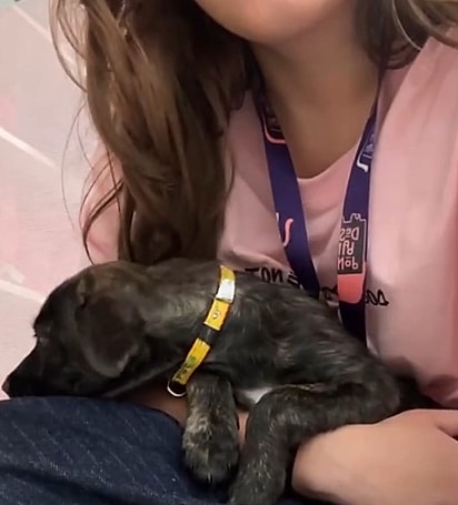 Tainá é uma cachorrinha dócil que está à procura de uma família para chamar de sua.