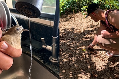 “Antes de voar, ela olhou para agradecer”: ave resgatada emociona casal antes de voltar à natureza.