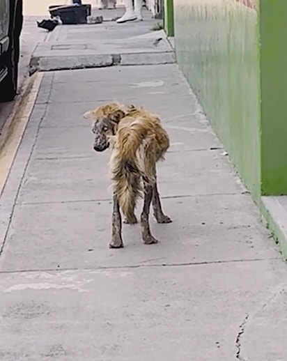 A cachorrinha não tinha pelos no rosto e em grande parte do corpo.