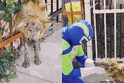 “Ninguém queria chegar perto”: protetor fantasiado de super-herói resgata cão e revela sua verdadeira beleza