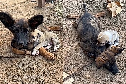 Cachorrinho não abandona irmã paralítica e comove ao mostrar o que é amor de verdade.