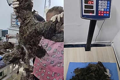 Foram removidos quase 3 kg de pelos.