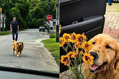 Simba demonstrou todo o seu amor por sua dona com flores