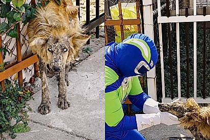 “Ninguém queria chegar perto”: protetor fantasiado de super-herói resgata cão e revela sua verdadeira beleza