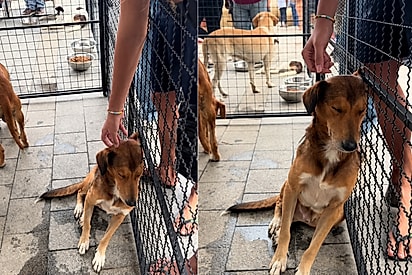 Cão só queria um carinho