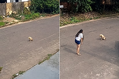Cachorrinho se arrastando encontra casa de protetora para pedir ajuda.