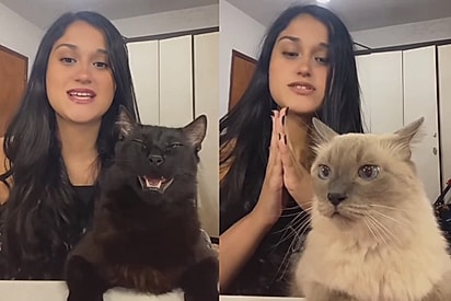 Jovem mostra diferença de um gato adotado e outro resgatado das ruas e comparação viraliza