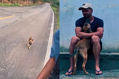 Cão de rua corre 28 quilômetros atrás de atletas e ganha uma família
