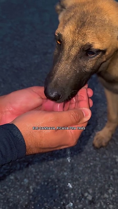 A persistência do pet trouxe um desfecho positivo.
