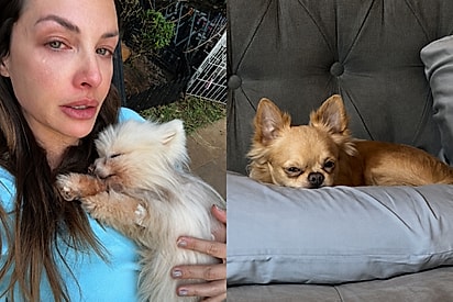 “Vocês acreditam que eles voltam?”: influencer se emociona ao ver novo cão repetir gestos de pet que partiu.
