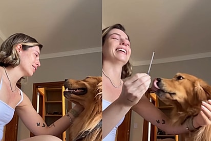 Golden é o primeiro a saber de gravidez de tutora e sua reação emociona milhões