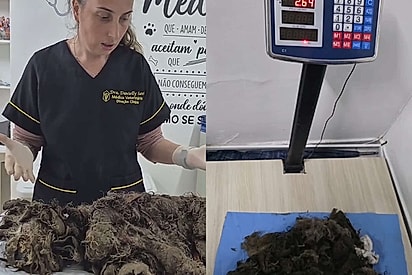 Me falta ar para descrever a situação dela: Debaixo de quilos de pelos existia uma vidinha pedindo um pouco de amor