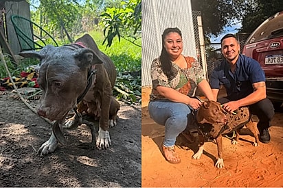 “Obrigada por ser tão valente”: policial resgata pitbull amarrada e emociona ao mostrar seu recomeço.