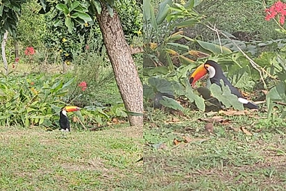 Moça flagra tucano comendo a abóbora que esperou meses para colher e sua reação chama atenção