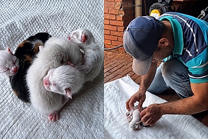“Nunca vi isso na vida”: Filhotes de gata ficam grudados pelo umbigo e família vive momento de tensão.