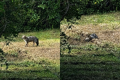 Mulher estava achando lindo a caça de graxaim, ate descobrir qual era a presa.