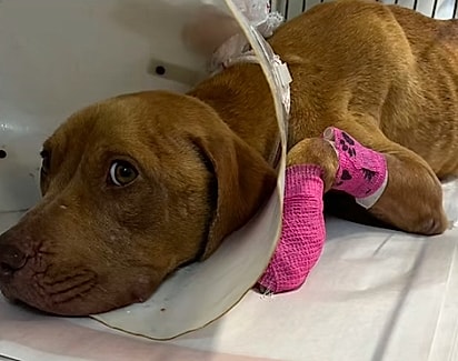 A cachorrinha foi levada ao veterinário.