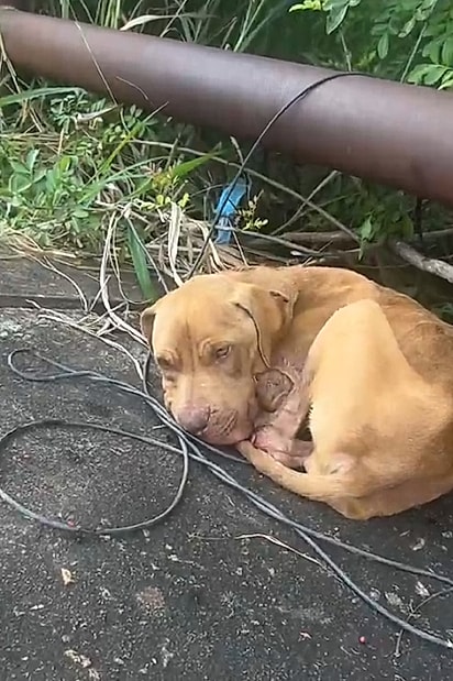 A cachorrinha estava completamente sozinha.
