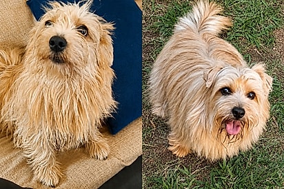 “Não é vira-lata, nem Yorkshire”: cãozinho confundido com vira-lata revela raça rara no Brasil.