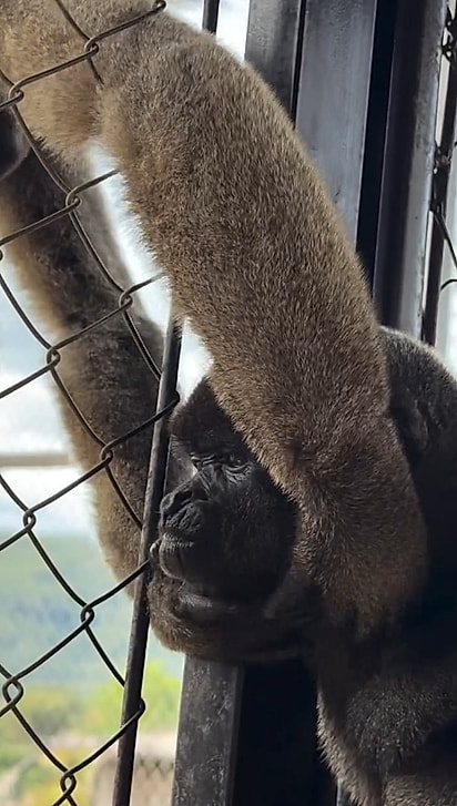 Primatas também sentem, acolhem e criam laços. O carinho entre Kiki e Sol é a prova disso.